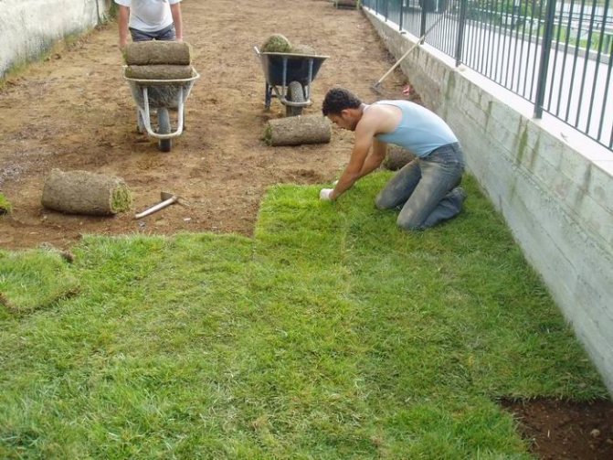 О формировании газона своими руками: пошаговая инструкция, как сделать