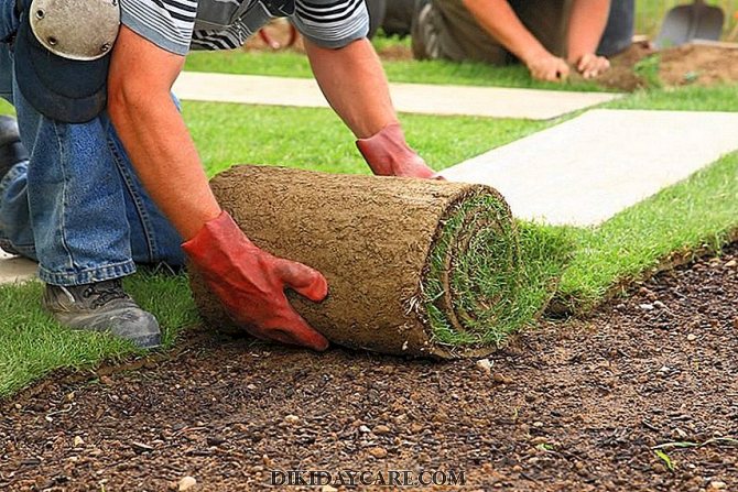 О формировании газона своими руками: пошаговая инструкция, как сделать